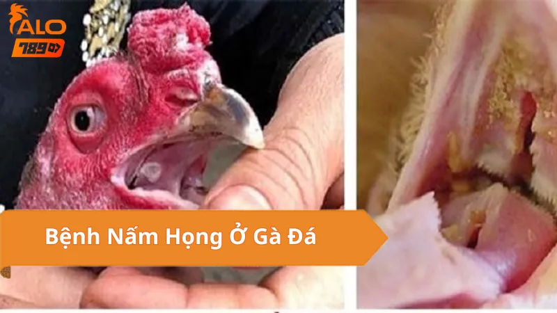 Bệnh Nấm Họng Ở Gà Đá