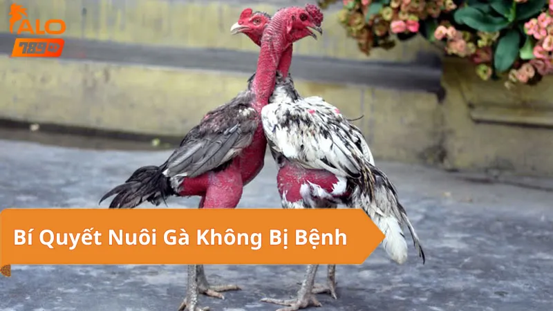 Bí Quyết Nuôi Gà Không Bị Bệnh