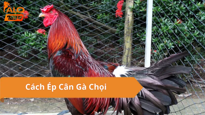 Cách Ép Cân Gà Chọi