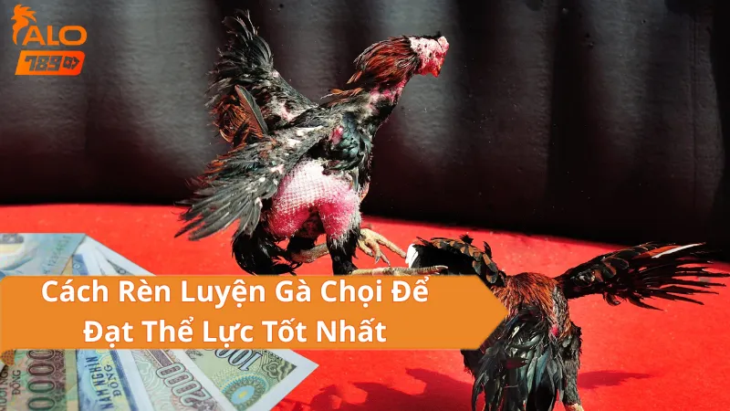 Các Loại Hình Đá Gà Thomo Campuchia