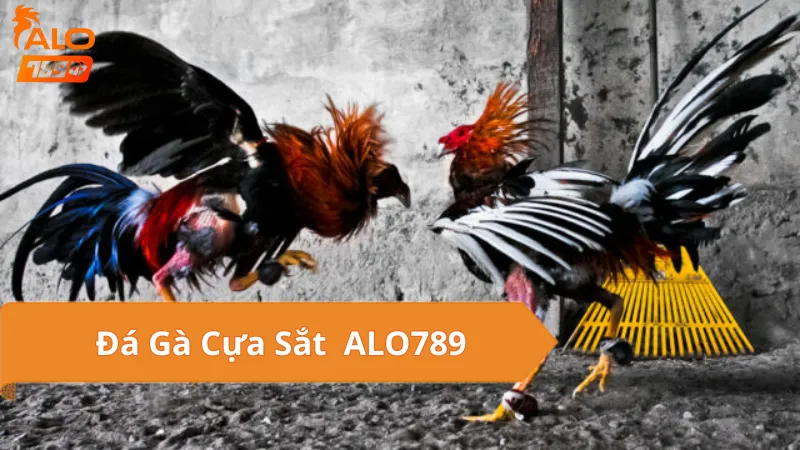 Đá Gà Cựa Sắt Là Gì