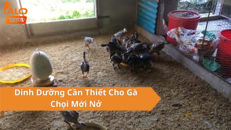 Nuôi Gà Chọi Mới Nở ALO789