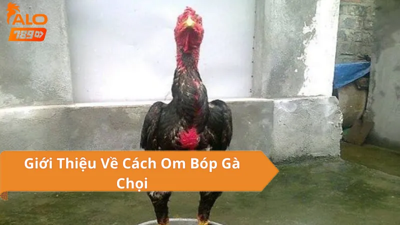 Om Bóp Gà Chọi ALO789