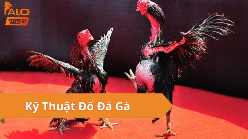 Kỹ Thuật Đổ Đá Gà
