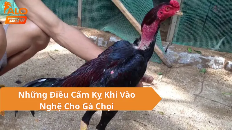 Vào Nghệ Cho Gà Chọi ALO789