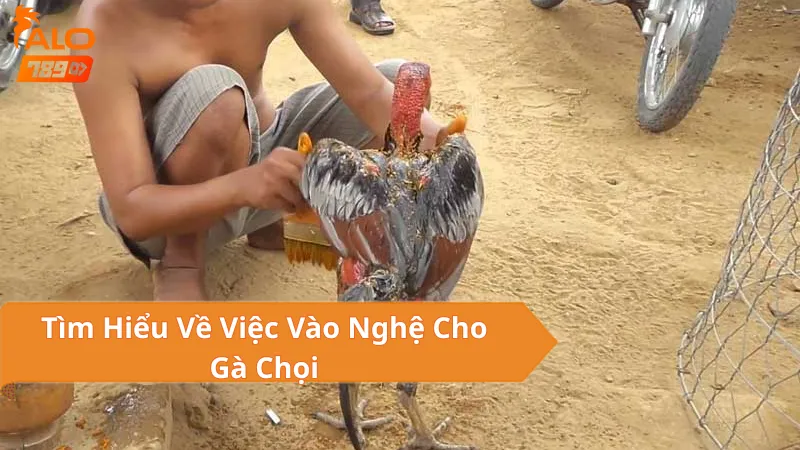 Vào Nghệ Cho Gà Chọi Là Gì?